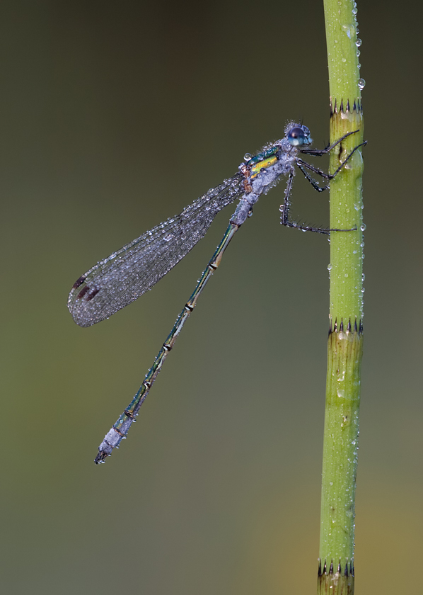 Emerald Damselfly